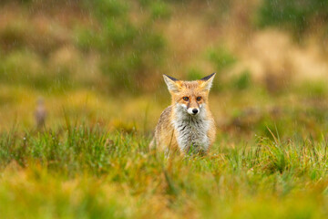 two foxes in the rain on a green meadow