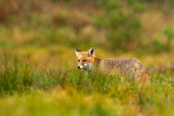 Naklejka na ściany i meble fox in the rain on a green meadow