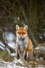 a young fox on its first outing,,vulpes vulpes in the forest