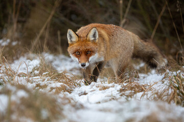 Fototapeta premium a young fox on its first outing,,vulpes vulpes in the forest