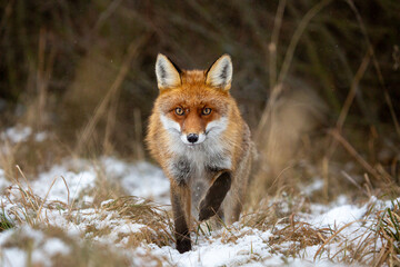 a young fox on its first outing,,vulpes vulpes in the forest