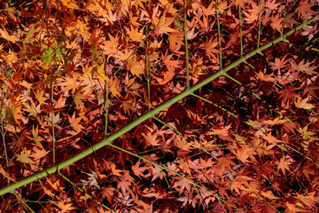 紅葉の枝と葉　煽り　黒バック