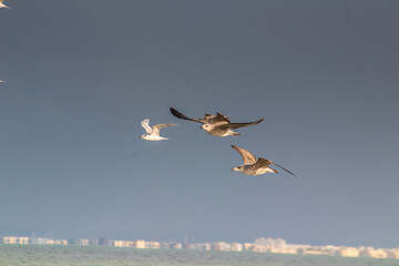 Fototapeta na wymiar Aerial Charm: European Herring Gulls Soar in the Sky