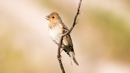 robin on branch