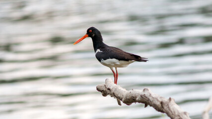 red billed stork