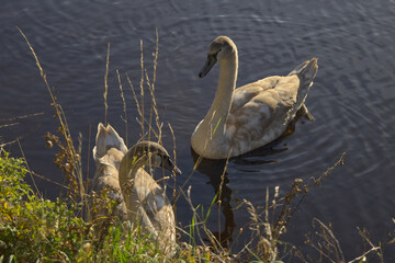 Young swans in river