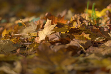 Autumn leaves on the ground