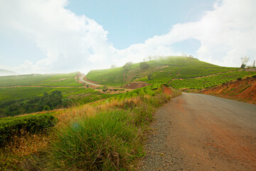 The tea tree hill in the morning light with morning mist in Da Lat city, Vietnam