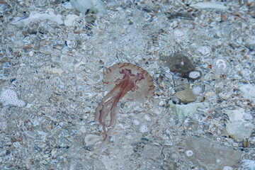 Jellyfish in the Mediterranean Sea near the coast of Saint Jean Cap Ferrat, in the south of France