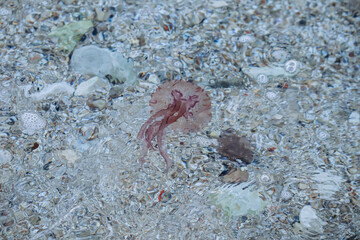 Jellyfish in the Mediterranean Sea near the coast of Saint Jean Cap Ferrat, in the south of France