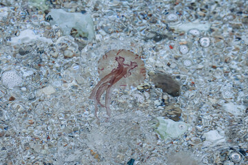 Jellyfish in the Mediterranean Sea near the coast of Saint Jean Cap Ferrat, in the south of France