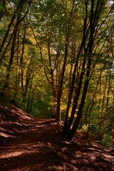 The warm autumn colors of the forest in the golden light of the sunset