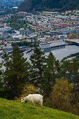 Bergen, Norway - October 1, 2023: Goat grazing on the top of the mountain.
