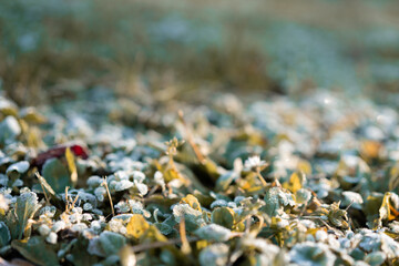 Morning sunlight hitting the frozen grass in late autumn.