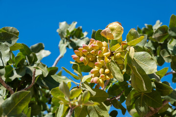 PISTACHIO. Orchard of Ripening Pistachio Nuts. Close-up of Ripe Pistachio on Tree.