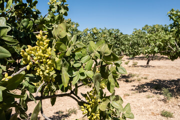 Orchard of Ripening Pistachio Nuts. Close-up of Ripe Pistachio on Tree.