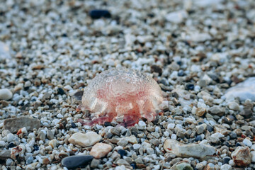 A jellyfish washed up on the shore of the Saint-Jean-Cap-Ferrat peninsula in southern France