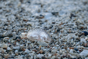 A jellyfish washed up on the shore of the Saint-Jean-Cap-Ferrat peninsula in southern France