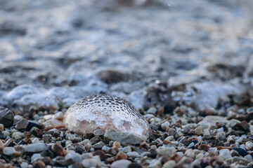 A jellyfish washed up on the shore of the Saint-Jean-Cap-Ferrat peninsula in southern France