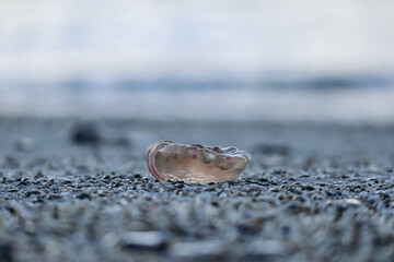 A jellyfish washed up on the shore of the Saint-Jean-Cap-Ferrat peninsula in southern France