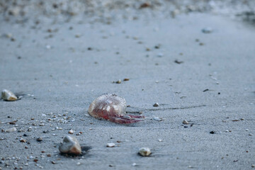 A jellyfish washed up on the shore of the Saint-Jean-Cap-Ferrat peninsula in southern France