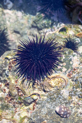 Sea Urchin in Costa Rica - 692702564