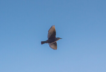 Common Starling Birds Soar Across the Sky
