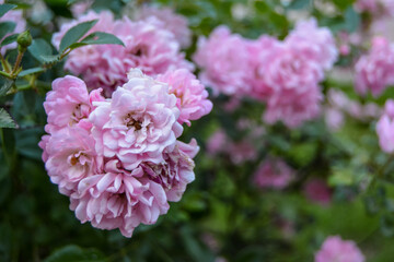 Rose bush. Pink roses in the summer garden. 