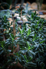 plants in the garden