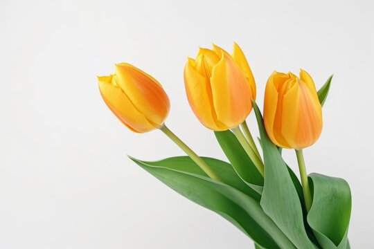 Generative AI image of tulips on a white background valentines day