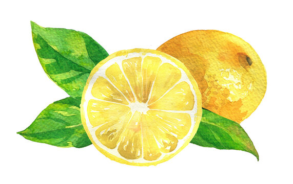 Lemon illustration. Watercolor lemon slice painting. Citrus design for cosmetics, aroma oils pack. Food branding element for citrus included products. Lemons artwork.