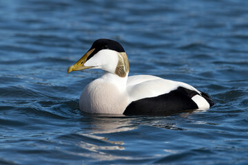 Eider Duck male in full breeding plumage
