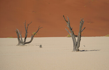Dead trees and orange dunes in the desert, Sossusvlei, Namibia