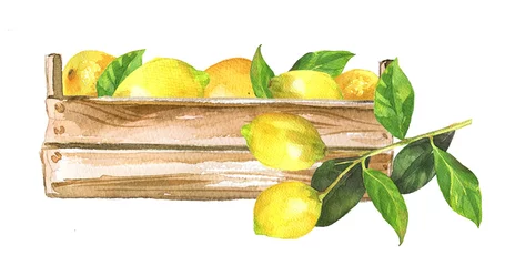 Foto op Plexiglas Lemons in a wooden box. Watercolor citrus clipart isolated on white. Italian food concept. Healthy food themed illustration. Lemon oil, aroma branding. Lemon juice design. © Victoria