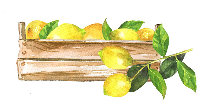 Lemons in a wooden box. Watercolor citrus clipart isolated on white. Italian food concept. Healthy food themed illustration. Lemon oil, aroma branding. Lemon juice design.
