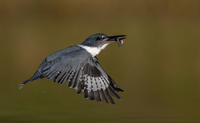 Obraz premium Belted kingfisher fishing in Florida 