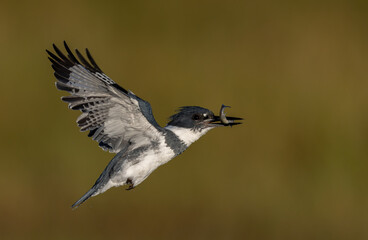Belted kingfisher fishing in Florida 