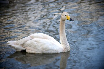 White swan swimming 