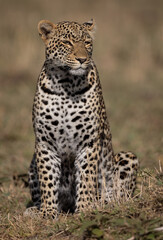 Leopard in the Maasai Mara, Africa 