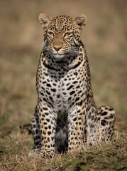 Fototapeta premium Leopard in the Maasai Mara, Africa 