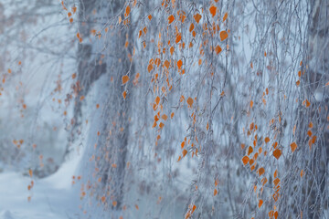 Tło zimowe, poranny szron na drzewach (Winter background, morning frost on the trees) - obrazy, fototapety, plakaty