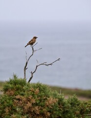 un pajaro posado sobre una rama observando el horizonte