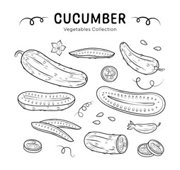 Hand drawn cucumber. Vector set of slices cucumber with stem leaves, seeds and flower. Organic green vegetable for healthy food, salad, diet, nutrition. Agricultural growth product in doodle style