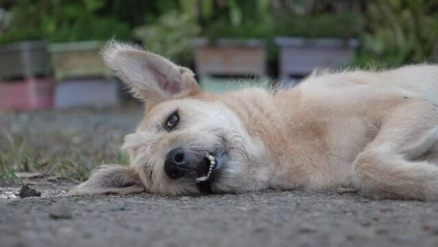 5 shots White dog sitting and lying down