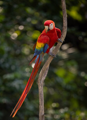Naklejka premium Scarlet macaw in Costa Rica 