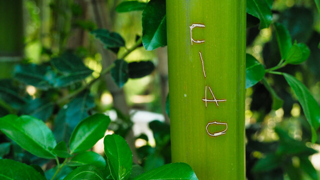 inscription ciao on green bamboo