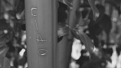 Ciao inscription on bamboo