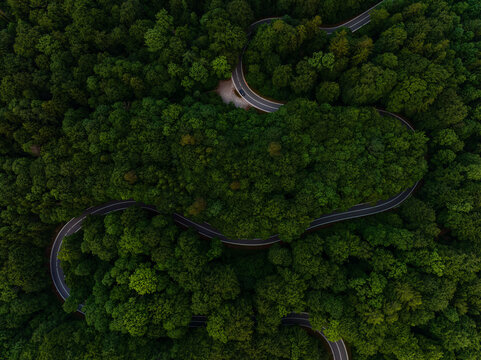 Cury road though a wonderful green forest as aerial top-down.