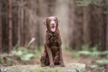 Brown Labrador looking happy in the forest with tongue out
