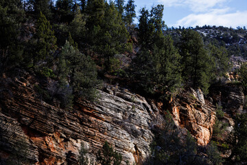 trees growing on an angled striped rock, zion national park, utah
